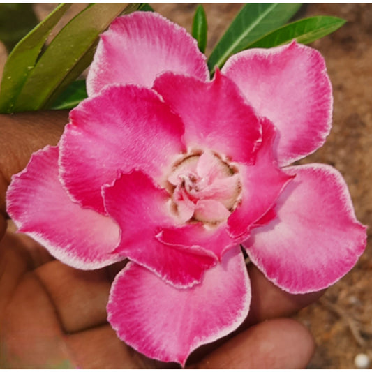 Adenium R192