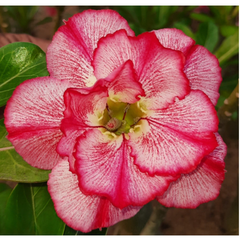 Adenium R193