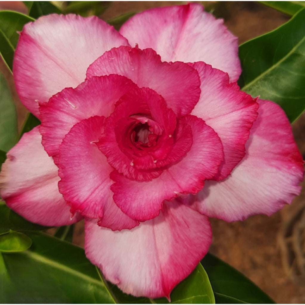 Adenium R194