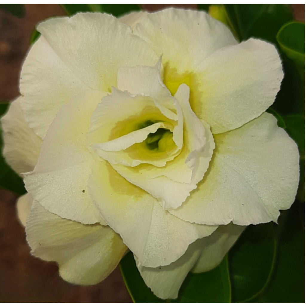 Adenium R196