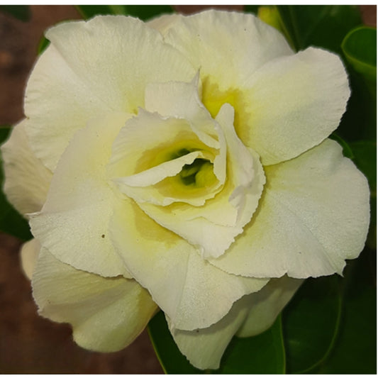 Adenium R196