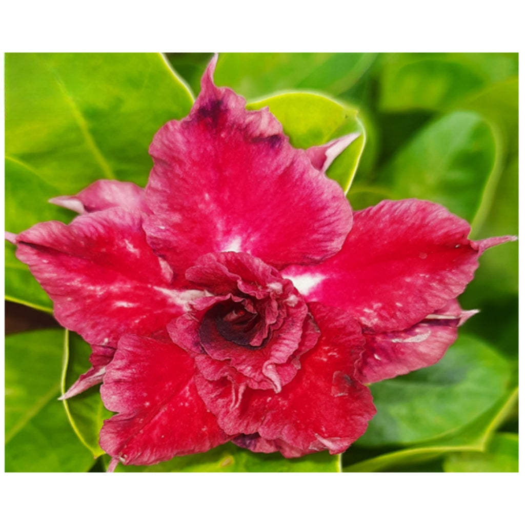 Adenium R2