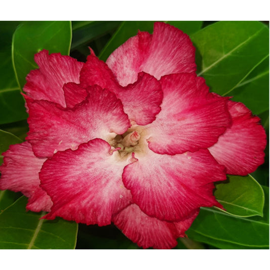 Adenium R20