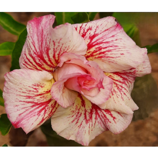 Adenium R201