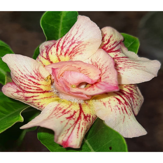 Adenium R202