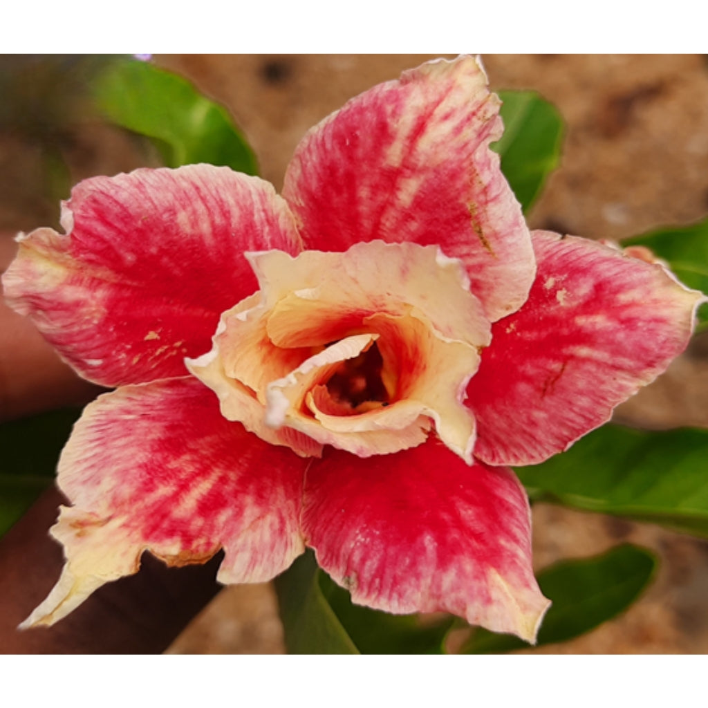 Adenium R203