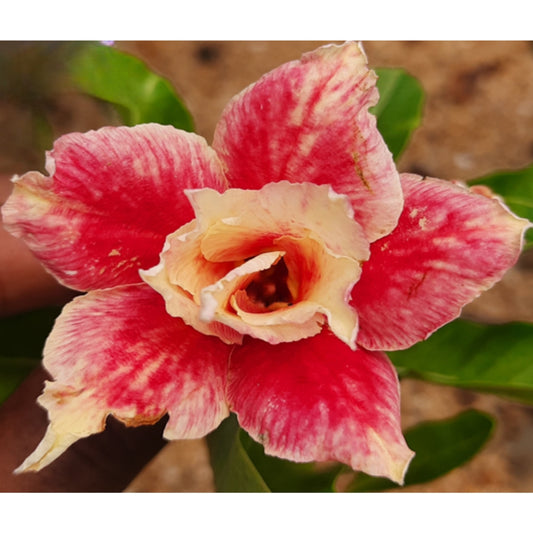 Adenium R203