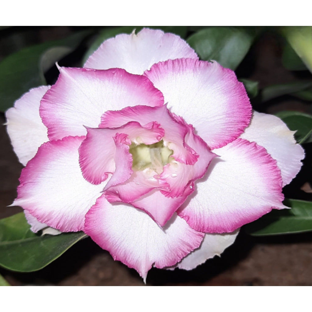 Adenium R204