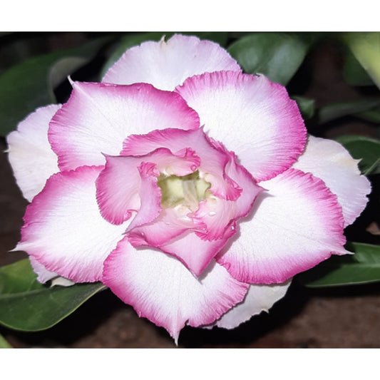 Adenium R204