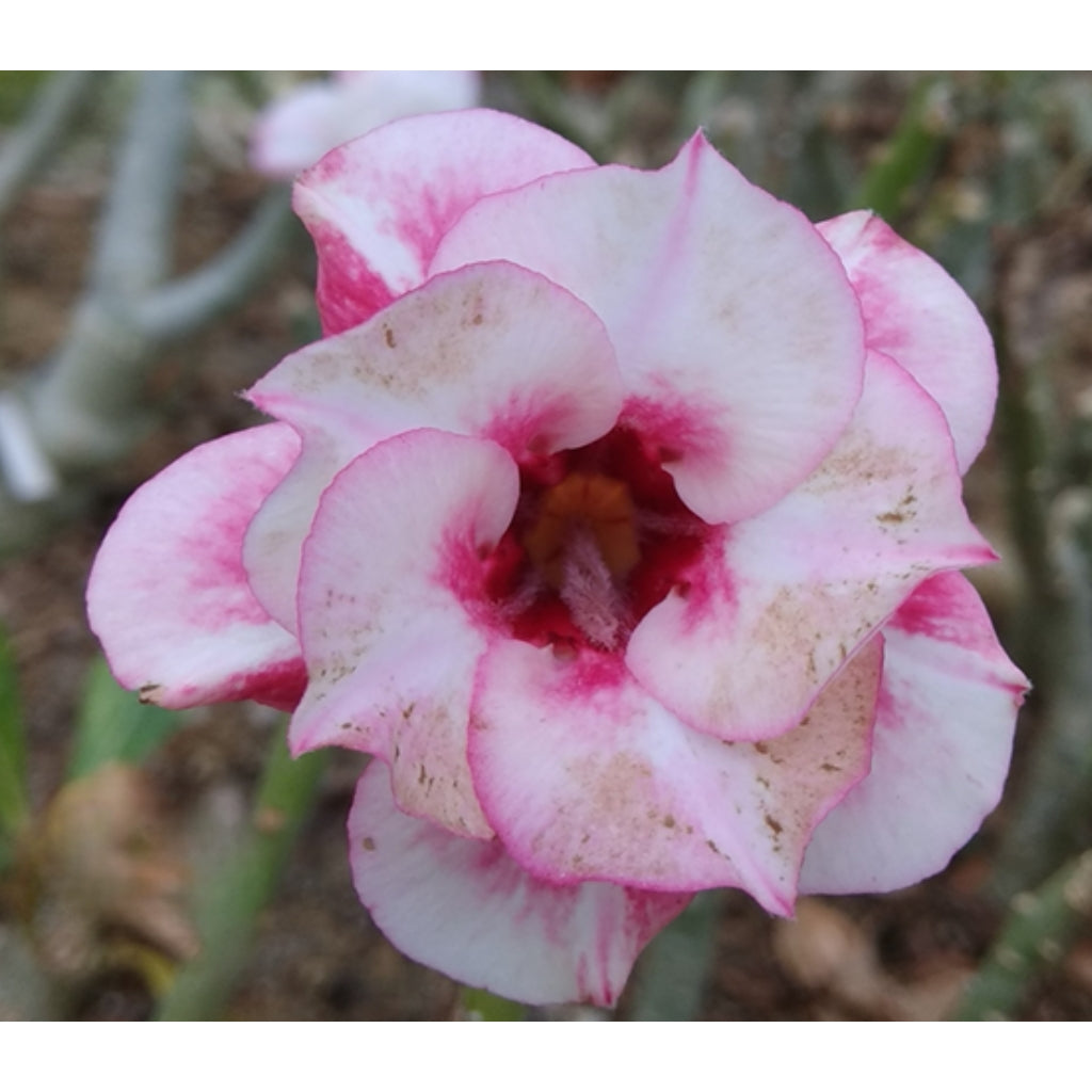 Adenium R205