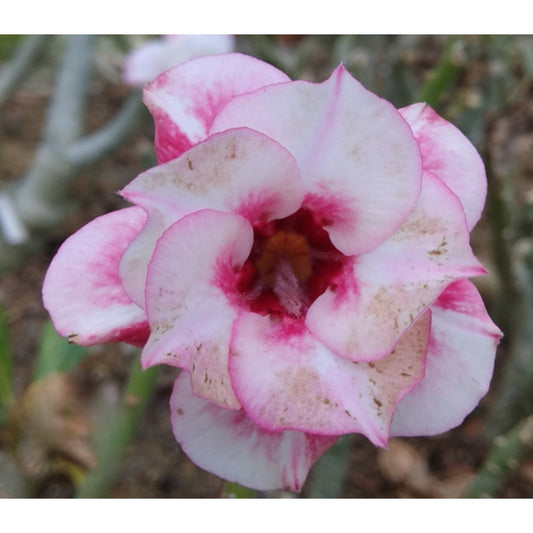 Adenium R205