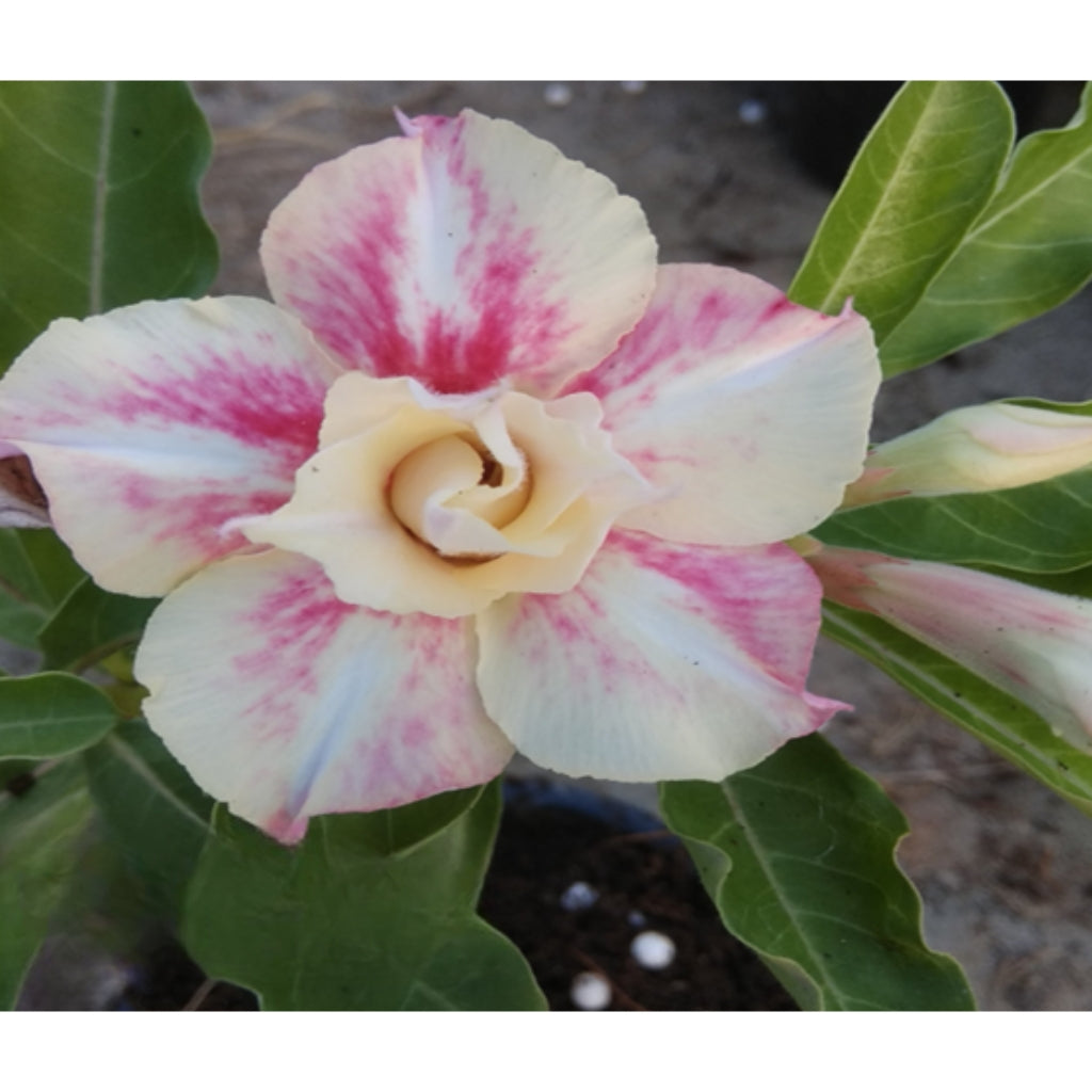 Adenium R206