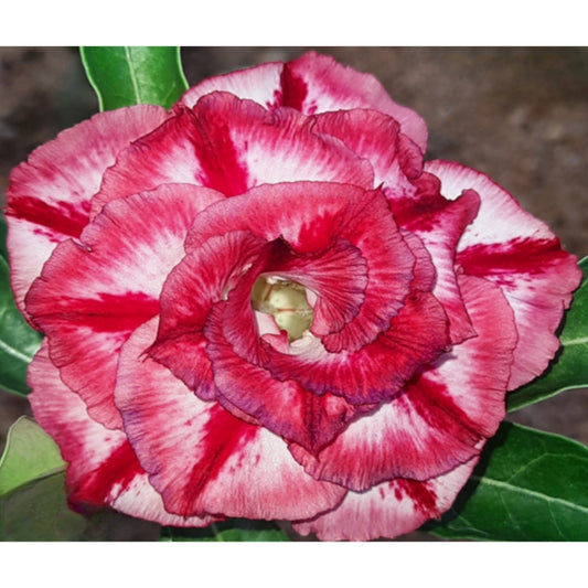 Adenium R209