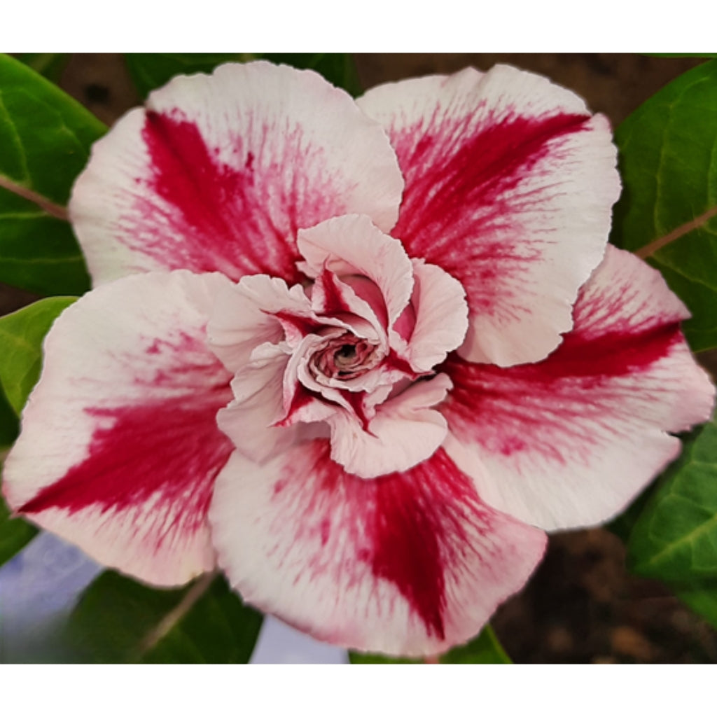 Adenium R211
