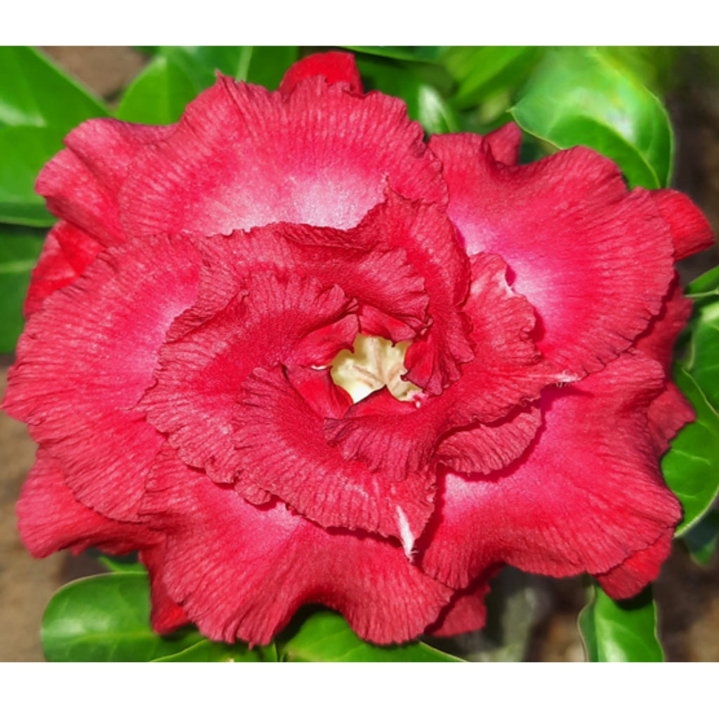 Adenium R213