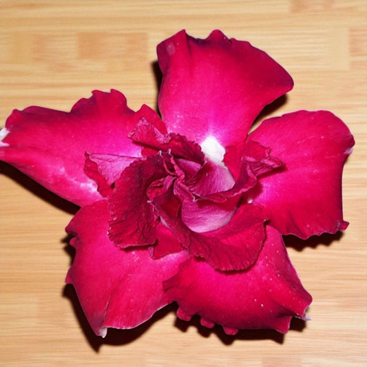 Adenium R215