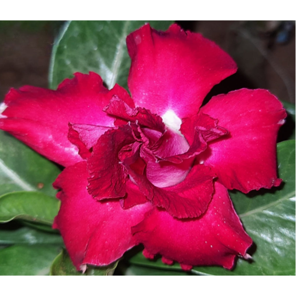 Adenium R215