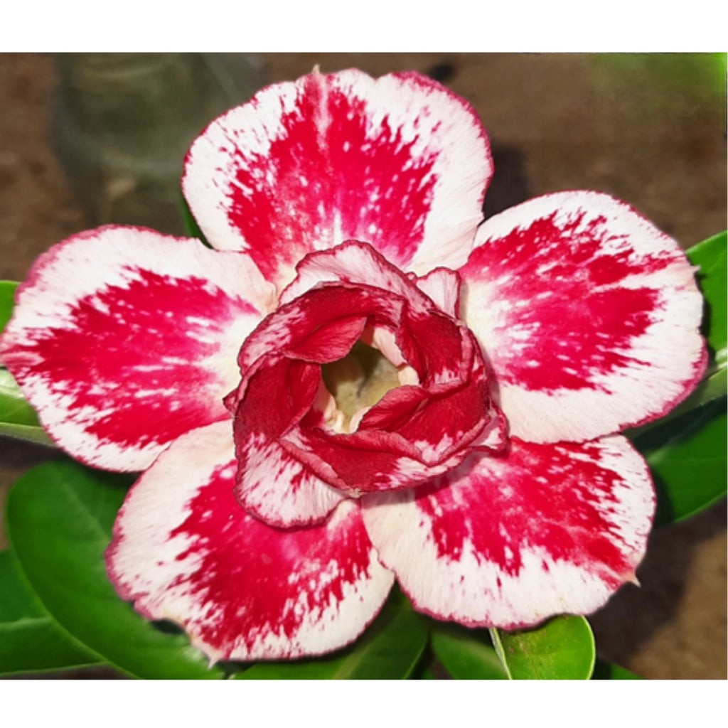 Adenium R218