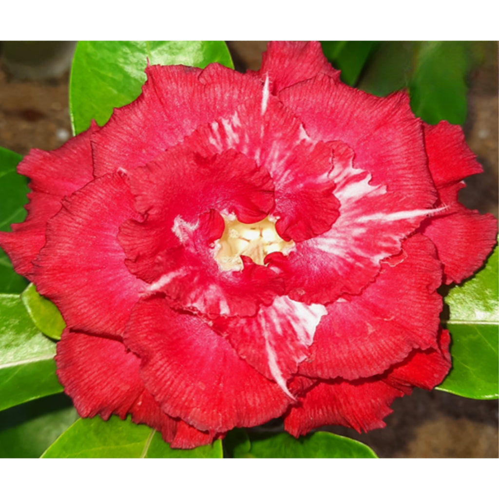 Adenium R219