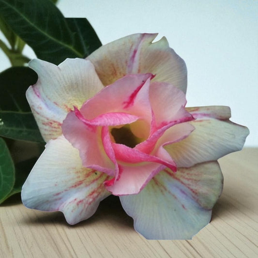Adenium R22