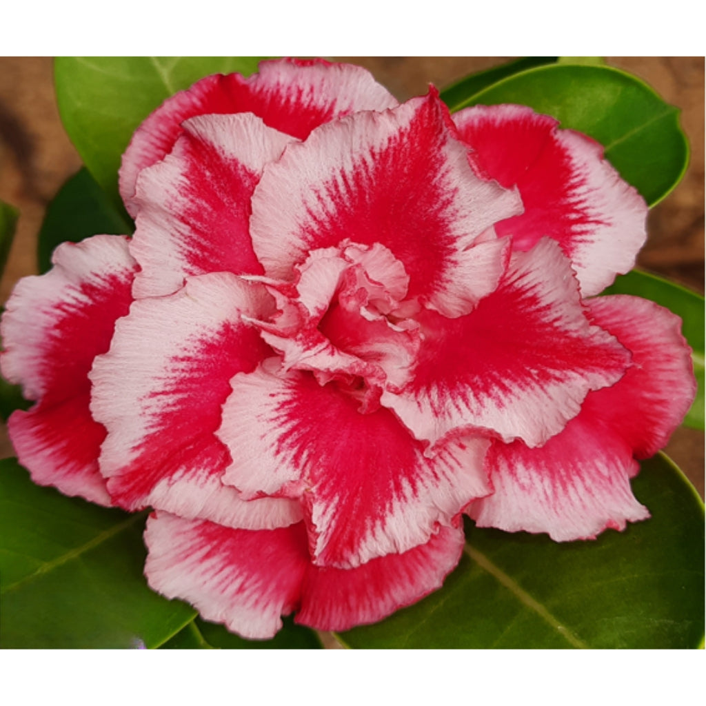 Adenium R221