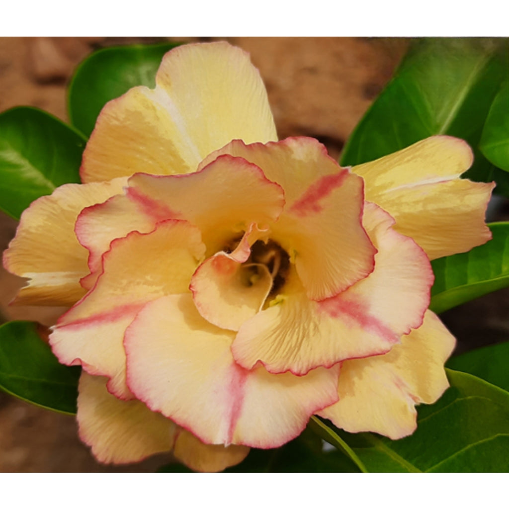 Adenium R223