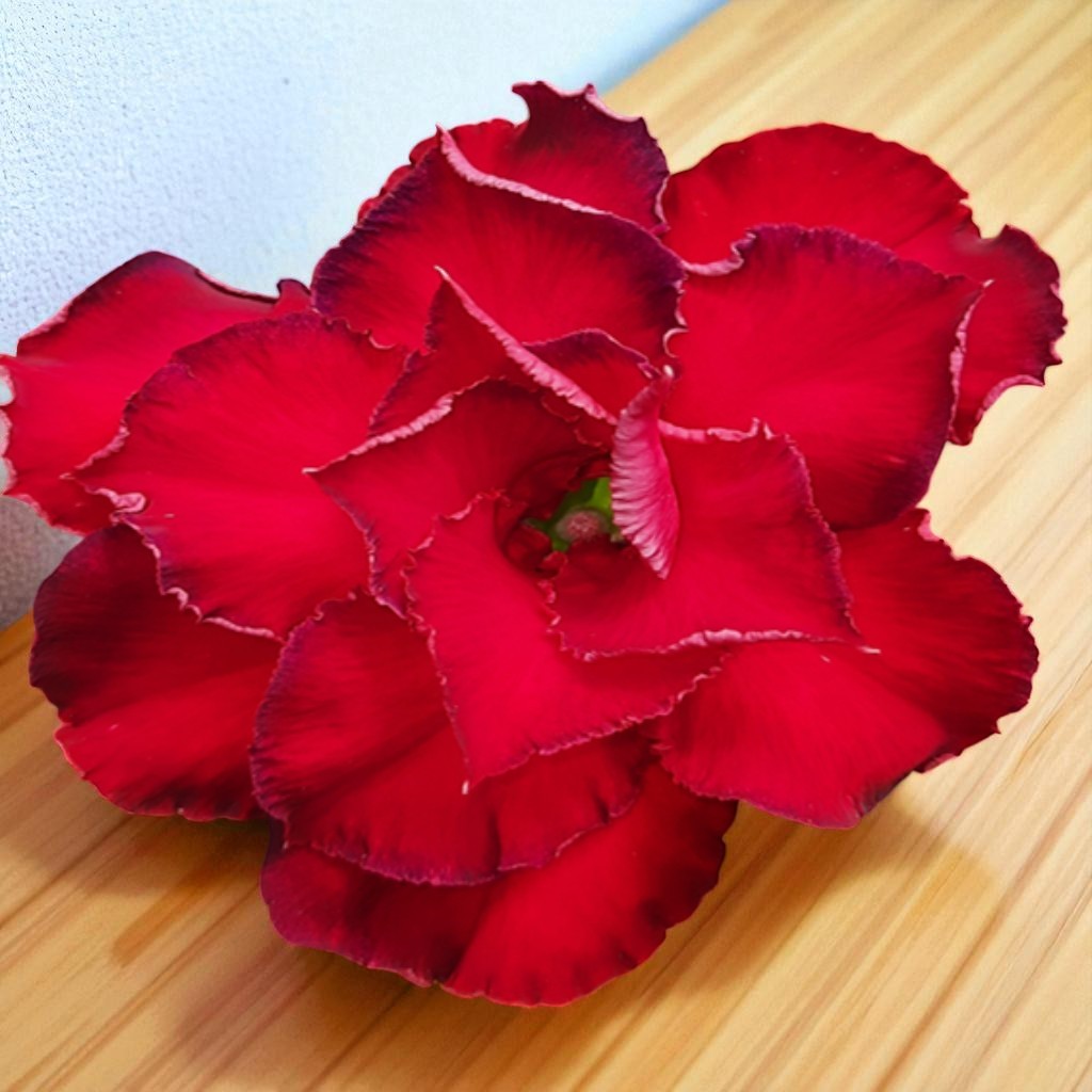 Adenium R226