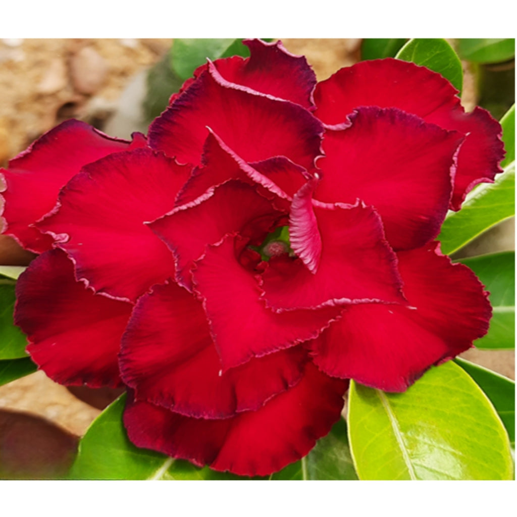 Adenium R226