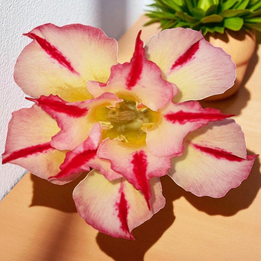 Adenium R23