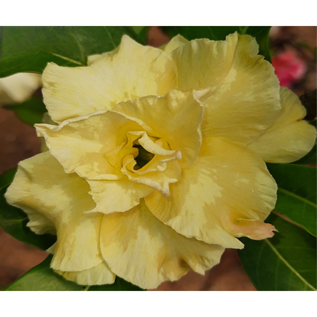 Adenium R231