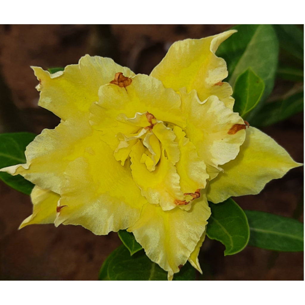 Adenium R233