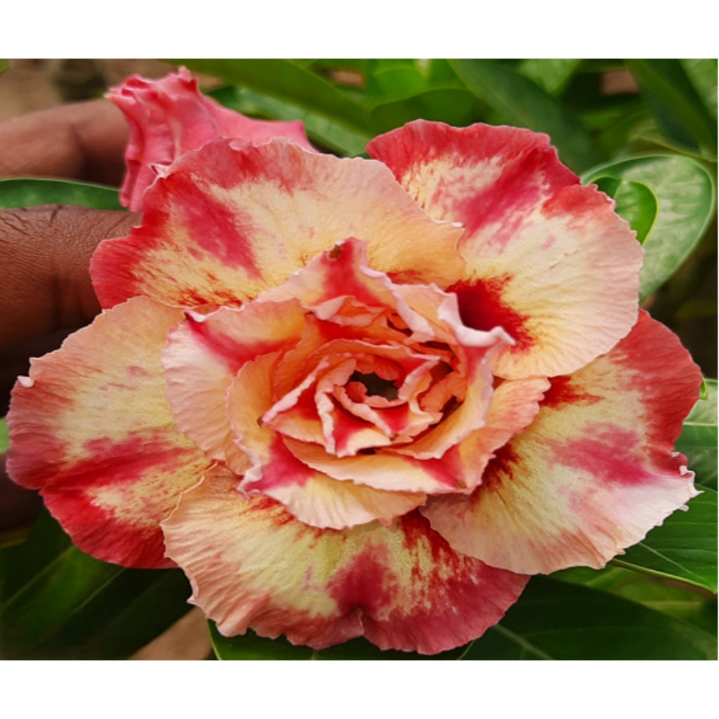 Adenium R235