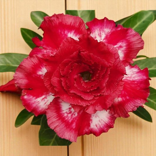 Adenium R240