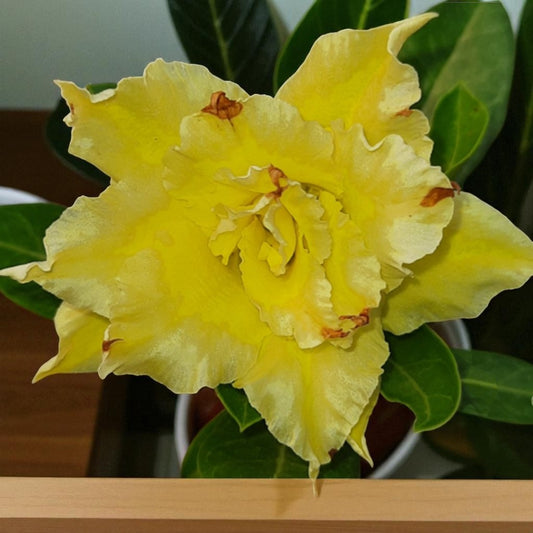 Adenium R233