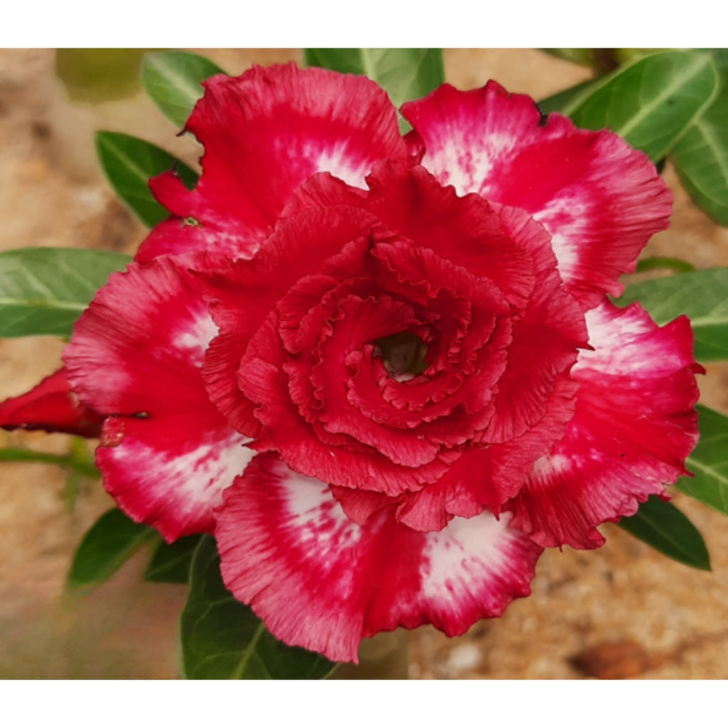 Adenium R240