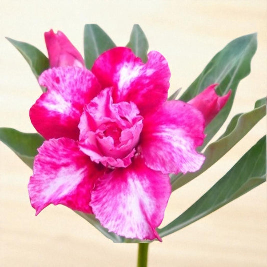 Adenium R25