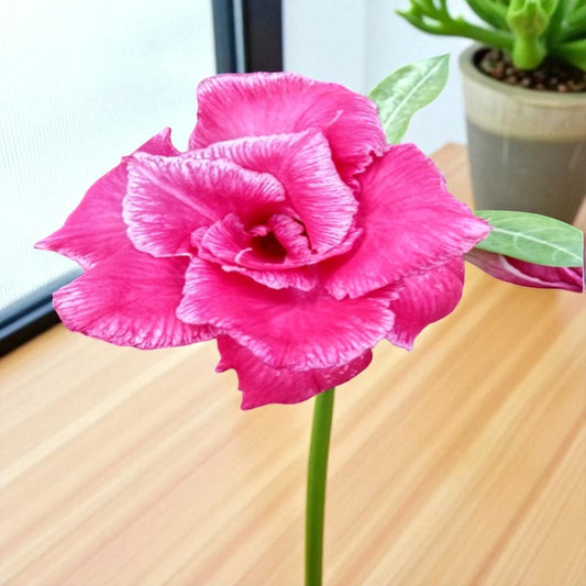 Adenium R26