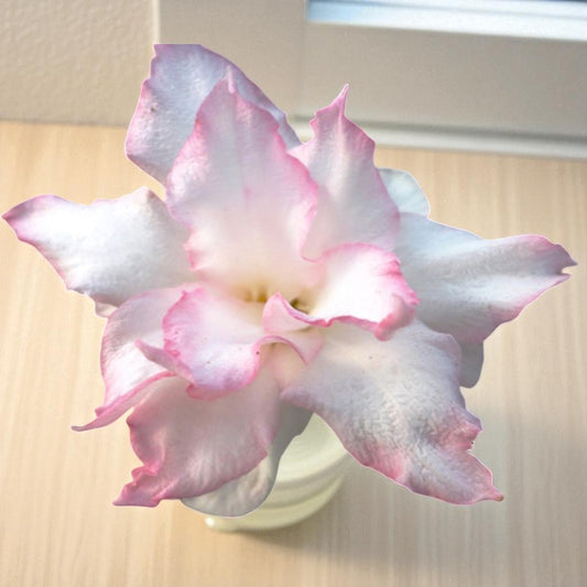 Adenium R29