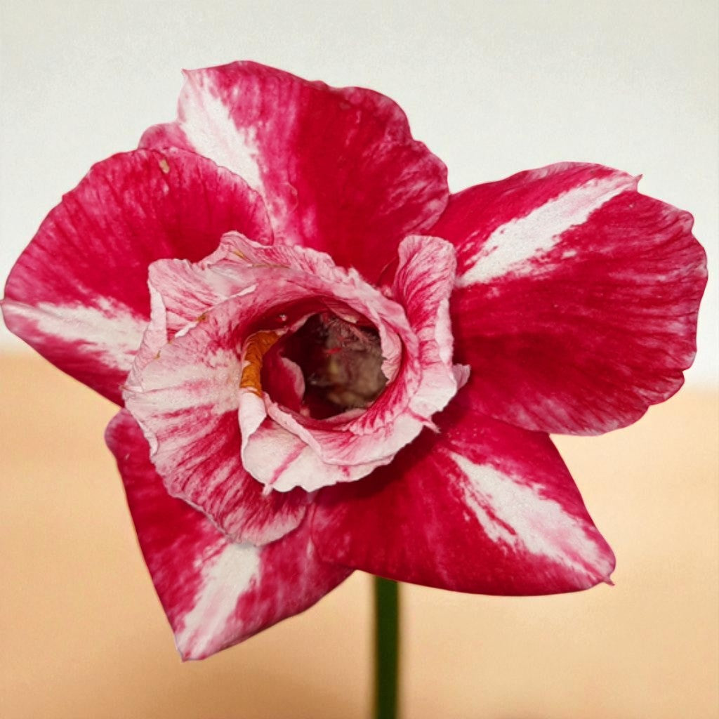 Adenium R33