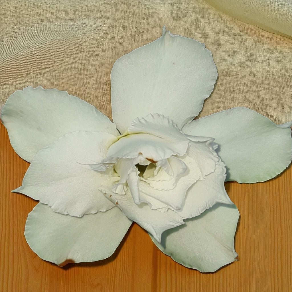 Adenium R34