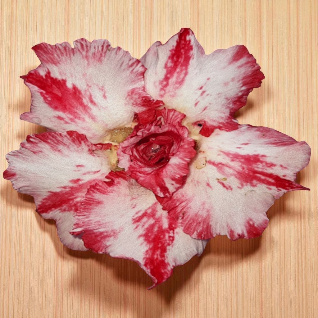 Adenium R35