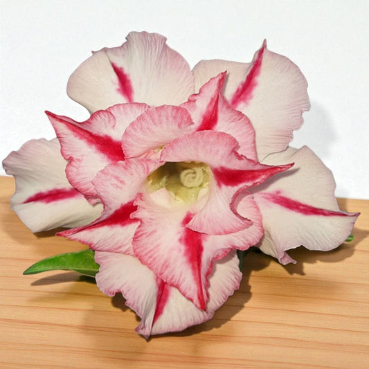Adenium R38