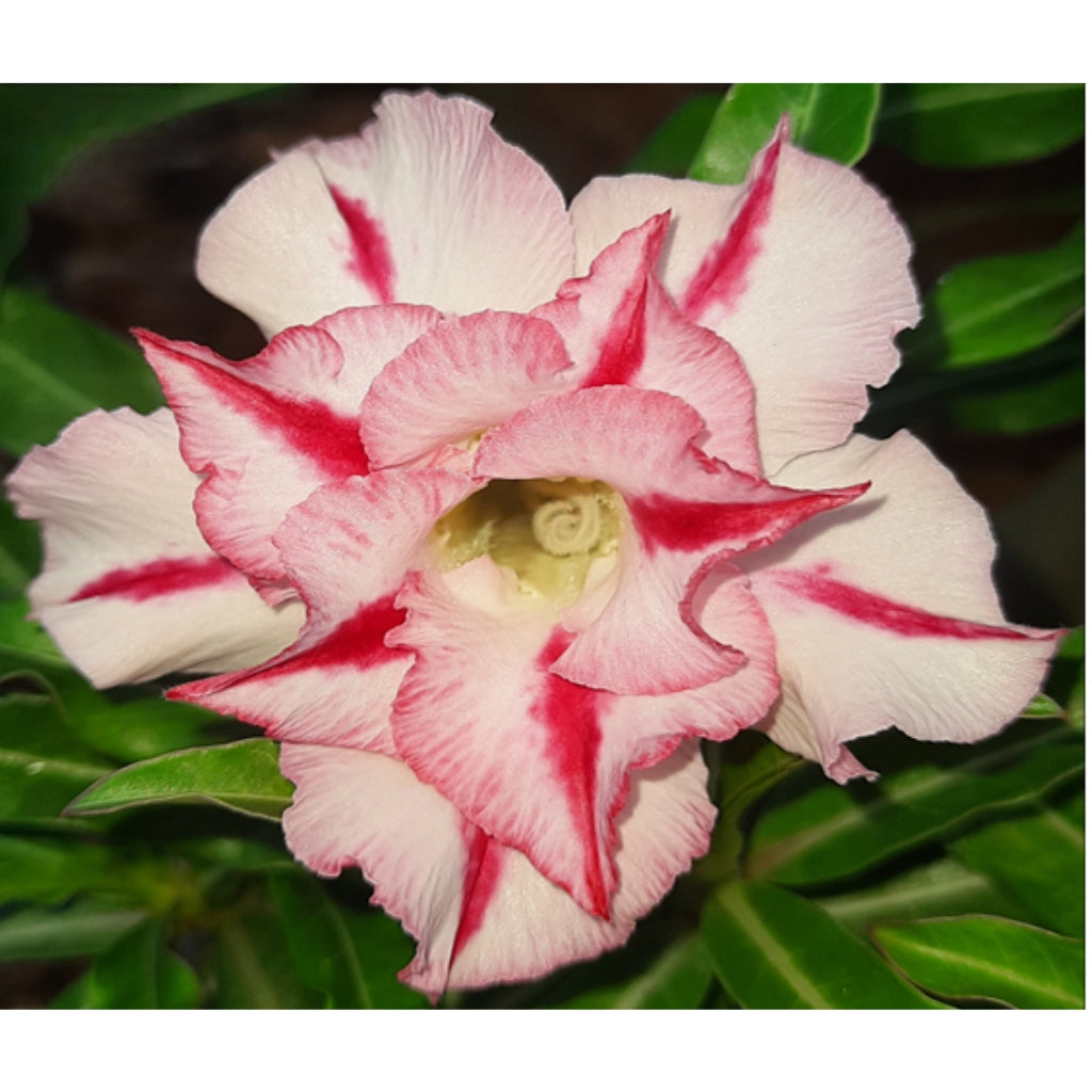 Adenium R38
