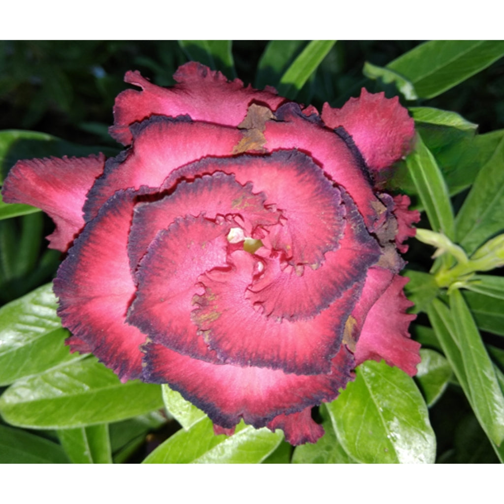 Adenium R39