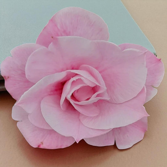 Adenium R4