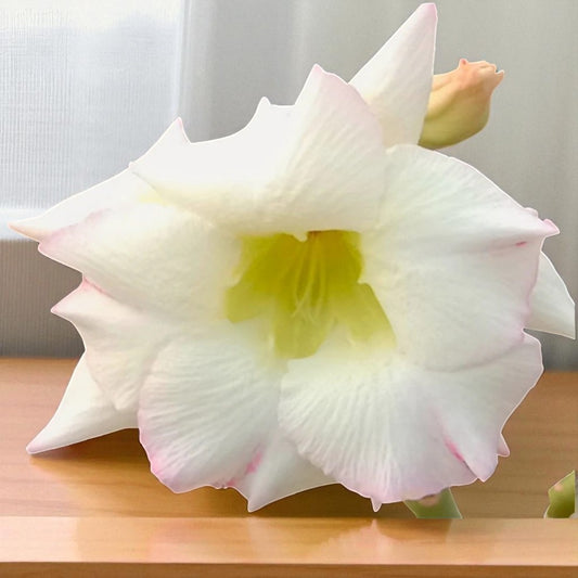 Adenium R7