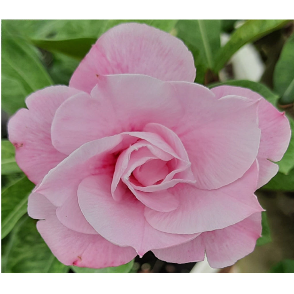 Adenium R4