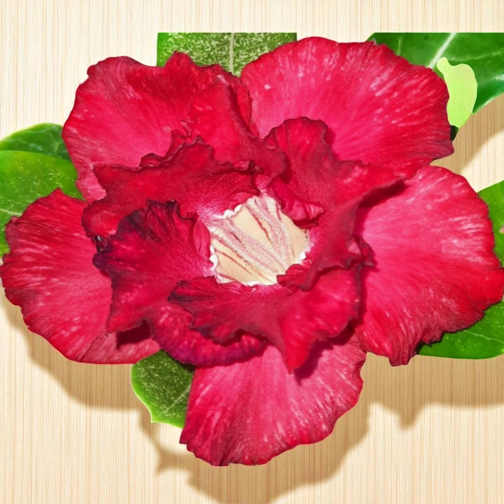 Adenium R41