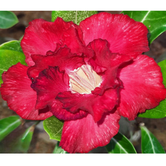 Adenium R41