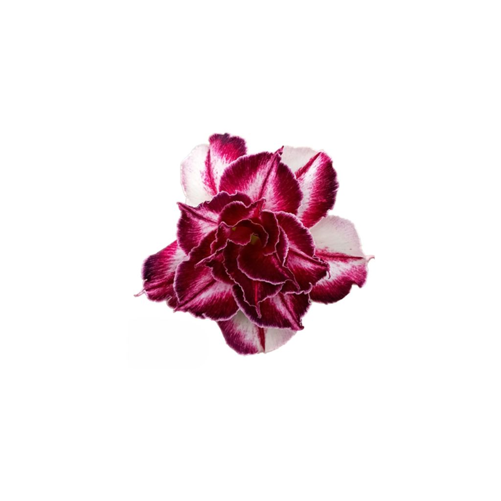 Adenium R426